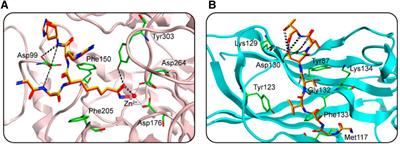 Identification of novel and potent dual-targeting HDAC1/SPOP inhibitors using structure-based virtual screening, molecular dynamics simulation and evaluation of in vitro and in vivo antitumor activity